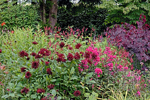 DAHLIA_SUMMER_KNIGHT_PHLOX_PANICULATA_STAR_FIRE_CERCIS_CANADENSIS_FOREST_PANSY_AND_PERSICARIA_AMPLEX