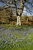 CARPET OF ANEMONE BLANDA UNDER FAGUS SYLVATICA TREE AT LANGEBRIDE HOUSE, DORSET