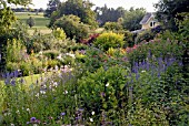 ECHINOPS SPHAEROCEPHALUS, VERONICA LONGIFOLIA, GAURA LINDHEIMERI AND EUPATORIUM CANNABINUM IN MIXED BORDER AT CILGWYN LODGE, CARMARTHENSHIRE