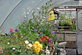 POLYTUNNEL INTERIOR AT CILGWYN LODGE, CARMARTHENSHIRE