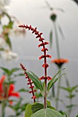 SALVIA CONFERTIFLORA IN POLYTUNNEL