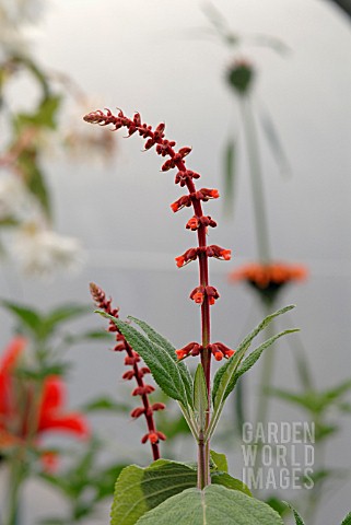 SALVIA_CONFERTIFLORA_IN_POLYTUNNEL