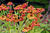 HELENIUM MOORHEIM BEAUTY