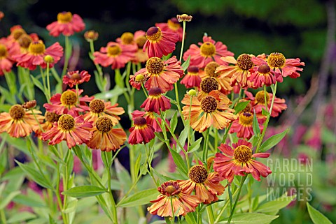 HELENIUM_MOORHEIM_BEAUTY