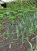 LEEK NEPTUNE IN VEGETABLE GARDEN AT CILGWYN LODGE, CARMARTHENSHIRE