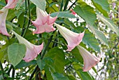 BRUGMANSIA SUAVEOLENS PINK FORM