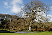 CARPET OF ANEMONE BLANDA UNDER FAGUS SYLVATICA TREE AT LANGEBRIDE HOUSE, DORSET