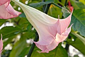 BRUGMANSIA SUAVEOLENS PINK FORM