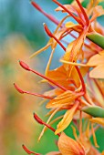 HEDYCHIUM DENSIFLORUM TARA