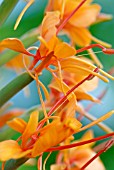 HEDYCHIUM DENSIFLORUM TARA