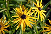 RUDBECKIA FULGIDA VAR. SULLIVANTII GOLDSTURM