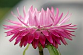 XEROCHRYSUM BRACTEATUM SILVERY ROSE