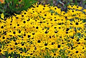 RUDBECKIA FULGIDA VAR. SULLIVANTII GOLDSTURM