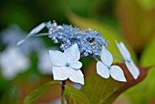 HYDRANGEA SERRATA SPREADING BEAUTY