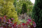 CERCIS CANADENSIS FOREST PANSY AND ECHINOPS BANNATICUS IN MIXED BORDER