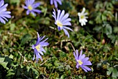 ANEMONE BLANDA