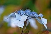 HYDRANGEA SERRATA SPREADING BEAUTY