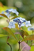 HYDRANGEA SERRATA SPREADING BEAUTY