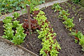 VEGETABLE PLOT WITH LETTUCE, SWISS CHARD AND FORK