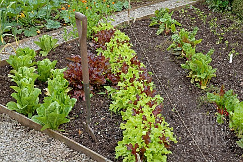 VEGETABLE_PLOT_WITH_LETTUCE_SWISS_CHARD_AND_FORK