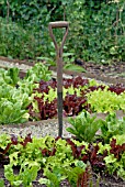 VEGETABLE PLOT WITH LETTUCE, SWISS CHARD AND FORK