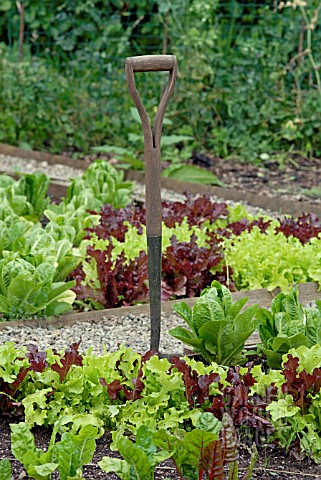 VEGETABLE_PLOT_WITH_LETTUCE_SWISS_CHARD_AND_FORK