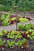 VEGETABLE PLOT WITH LETTUCE, SWISS CHARD AND FORK