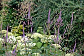 VERONICASTRUM VIRGINICUM FASCINATION, HYDRANGEA ARBORESCENS ANNABELLE AND STIPA GIGANTEA