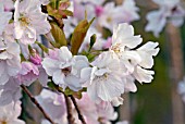 BLOSSOM OF PRUNUS AMANAGOWA