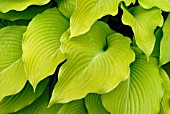 HOSTA FORTUNEI VAR. ALBOPICTA FORM AUREA