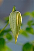 CLEMATIS BROUGHTON BRIDE