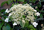 HYDRANGEA PETIOLARIS FLOWER