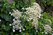 HYDRANGEA PETIOLARIS FLOWER