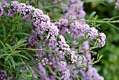 BUDDLEJA ALTERNIFOLIA