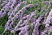 BUDDLEJA ALTERNIFOLIA