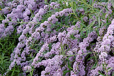 BUDDLEJA_ALTERNIFOLIA