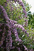 BUDDLEJA ALTERNIFOLIA