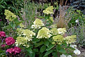 HYDRANGEA PANICULATA PHANTOM