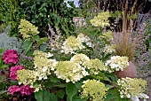 HYDRANGEA PANICULATA PHANTOM