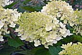 HYDRANGEA PANICULATA PHANTOM