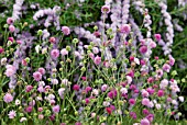 KNAUTIA MACEDONICA MELTON PASTELS AND BUDDLEJA ALTERNIFOLIA