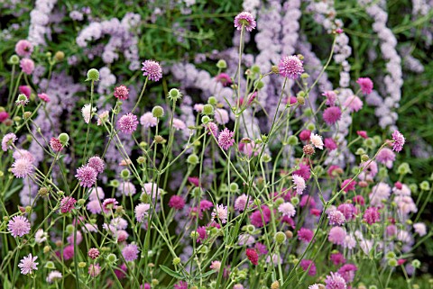 KNAUTIA_MACEDONICA_MELTON_PASTELS_AND_BUDDLEJA_ALTERNIFOLIA