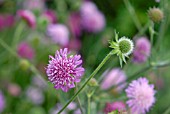 KNAUTIA MACEDONICA MELTON PASTELS