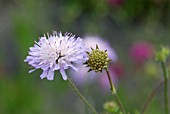 KNAUTIA MACEDONICA MELTON PASTELS