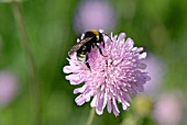 BEE ON FLOWER OF KNAUTIA MACEDONICA MELTON PASTELS