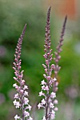 LINARIA PURPUREA CANON WENT