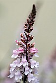 LINARIA PURPUREA CANON WENT