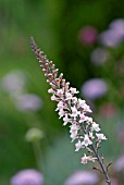 LINARIA PURPUREA CANON WENT