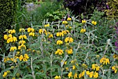 PHLOMIS FRUTICOSA