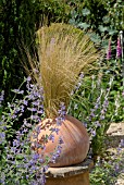 STIPA TENUISSIMA IN ROUND TERRACOTTA POT WITH NEPETA SIX HILLS GIANT
